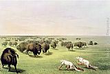 George Catlin Canvas Paintings - Hunting Buffalo Camouflaged with Wolf Skins, circa 1832